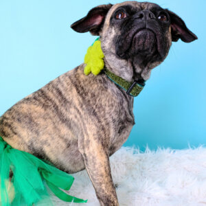 Shamrock St Patty's Day Collar on Frenchie