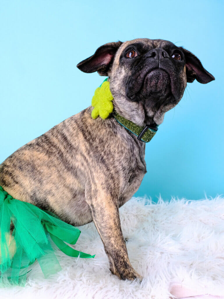 Shamrock St Patty's Day Collar on Frenchie