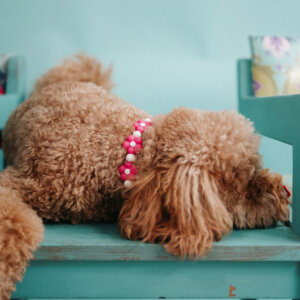 Flower Bead Collar on Doodle