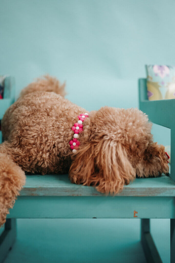 Flower Bead Collar on Doodle