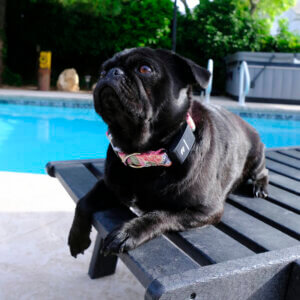 Fi 3 floral dog collar pug pool lana