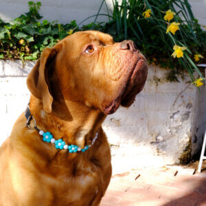 Frank mastiff beaded flower collar 2 square