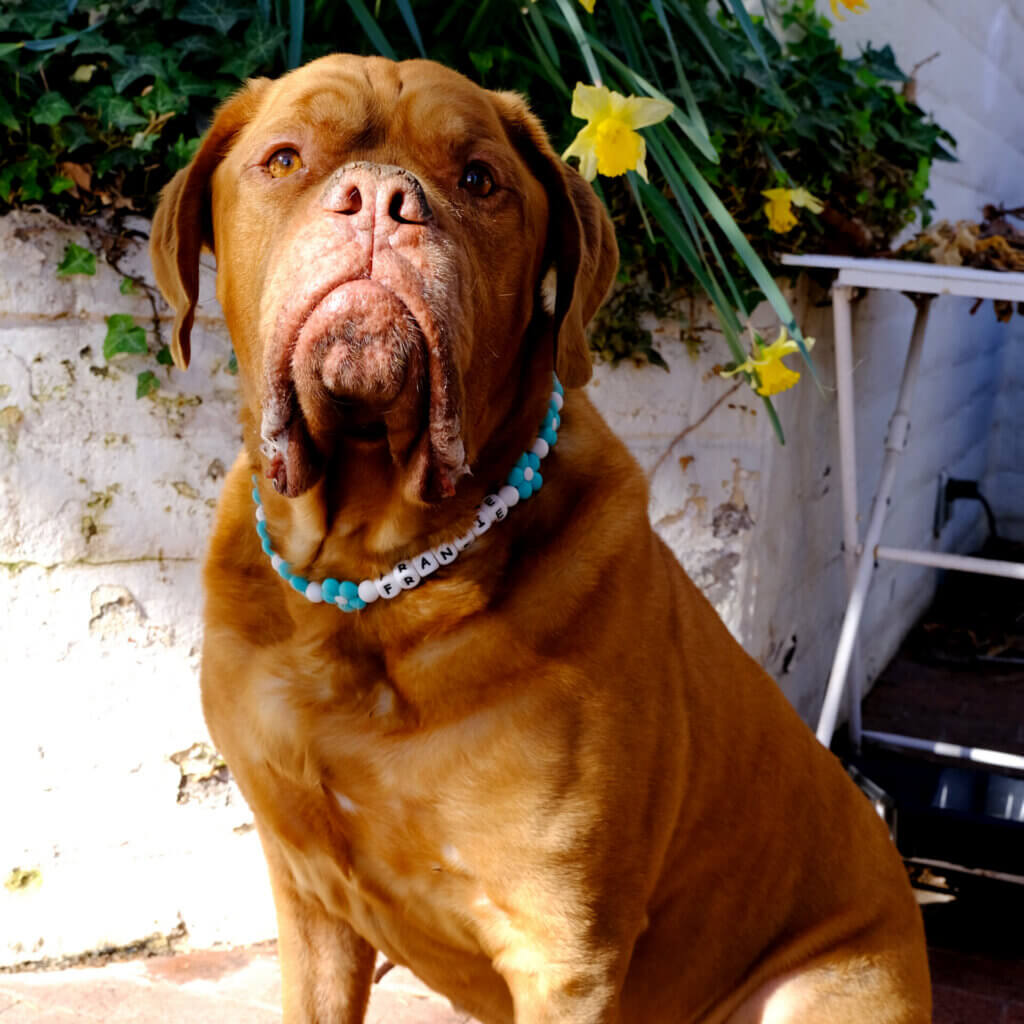 Frank mastiff beaded flower collar 3 square