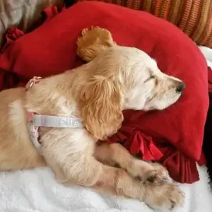 Small golden dog wearing a custom-made harness from Mimi Green while resting its head on a red pillow