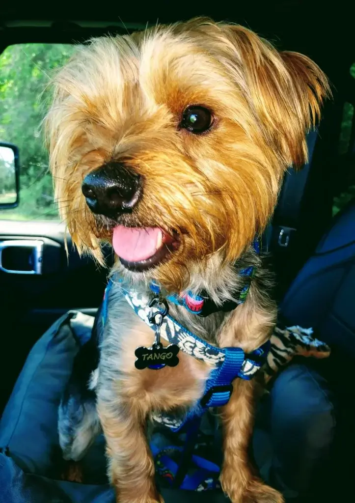 Small pup wearing a Mimi Green harness with an engraved name tag while sitting in the car