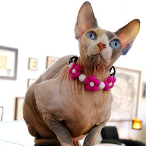 flower bead collar for cats spynx gidget