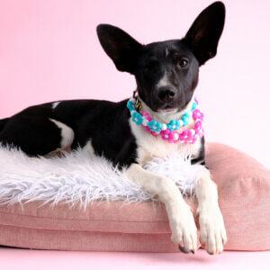 raven black and white pup flower dog collar beaded
