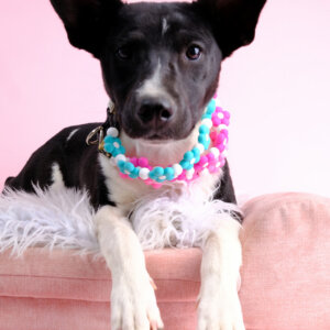 raven black and white pup flower dog collar beaded