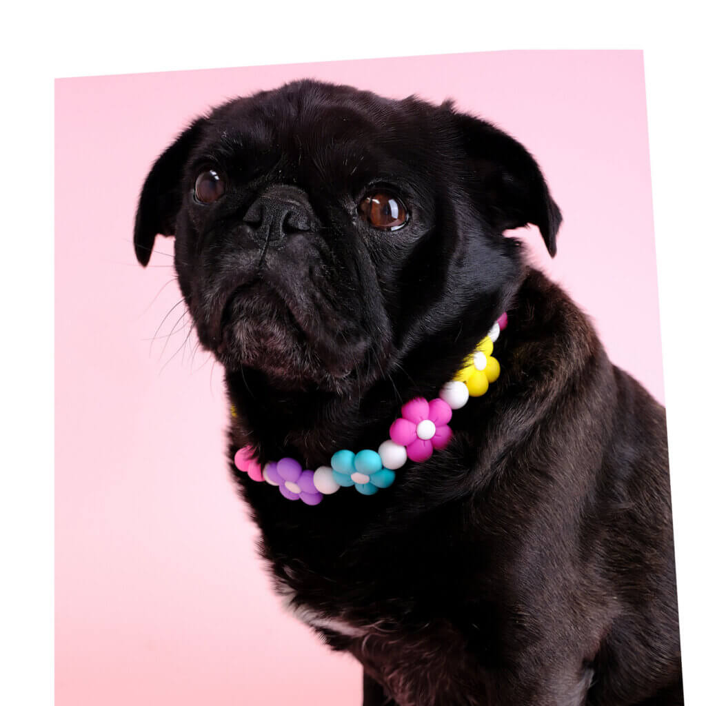 sesame pug flower bead collar square