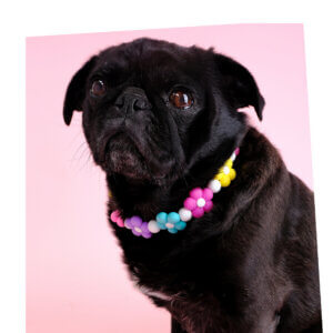 sesame pug flower bead collar square