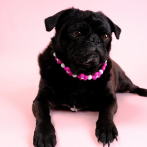 sesame pug magenta flower bead collar 4x6