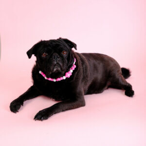 sesame pug pink flower bead collar