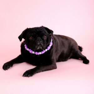 sesame pug purple flower bead collar