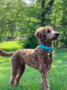 Tall scruffy dog wearing a bright blue Mimi Green collar outside surrounded by greenery