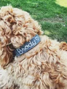 Scruffy dog wearing a thick fabric collar with the name "Brody" embroidered on the fabric