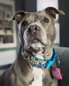 Large dog with an extra wide and thick Mimi Green dog collar