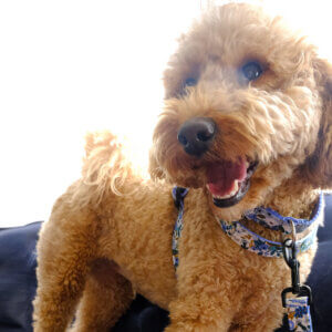 millie blue petite rose collar leash square