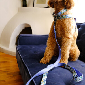 millie petite rose blue collar and harness