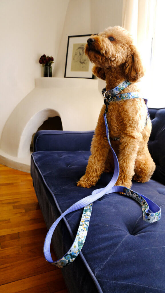 millie petite rose blue collar and harness