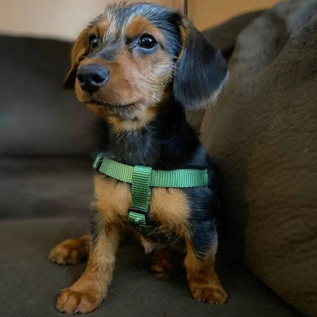 A miniature dachshund posing for the camera while wearing a green custom harness from Mimi Green