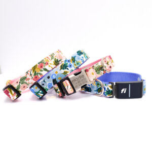 petite rose rifle paper fi dog collar engraved