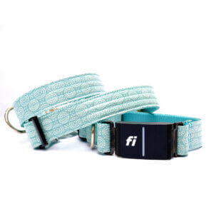 teal fi dog collar vibes