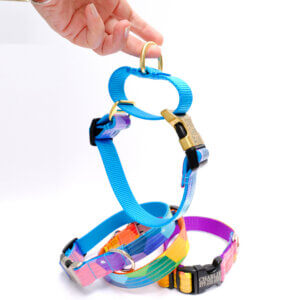 martingale dog collar colorful Prism