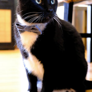 Nautical linen bow tie collar on Nori