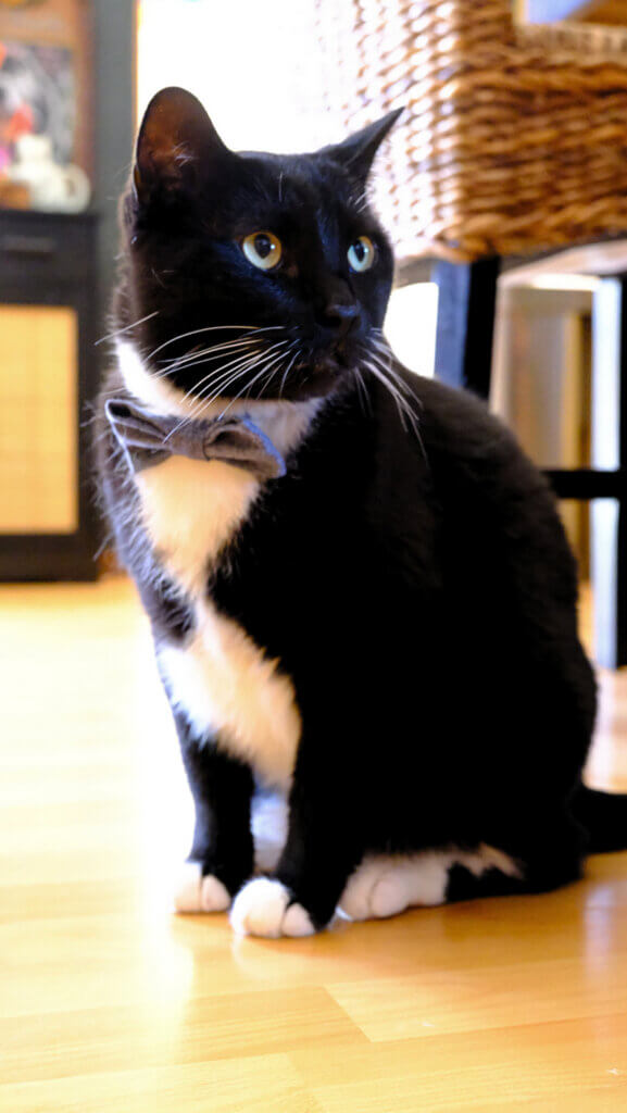Nautical linen bow tie collar on Nori