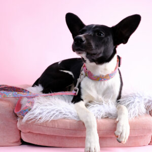 RAVEN paisley dog collar