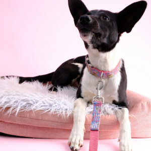 RAVEN paisley dog collar