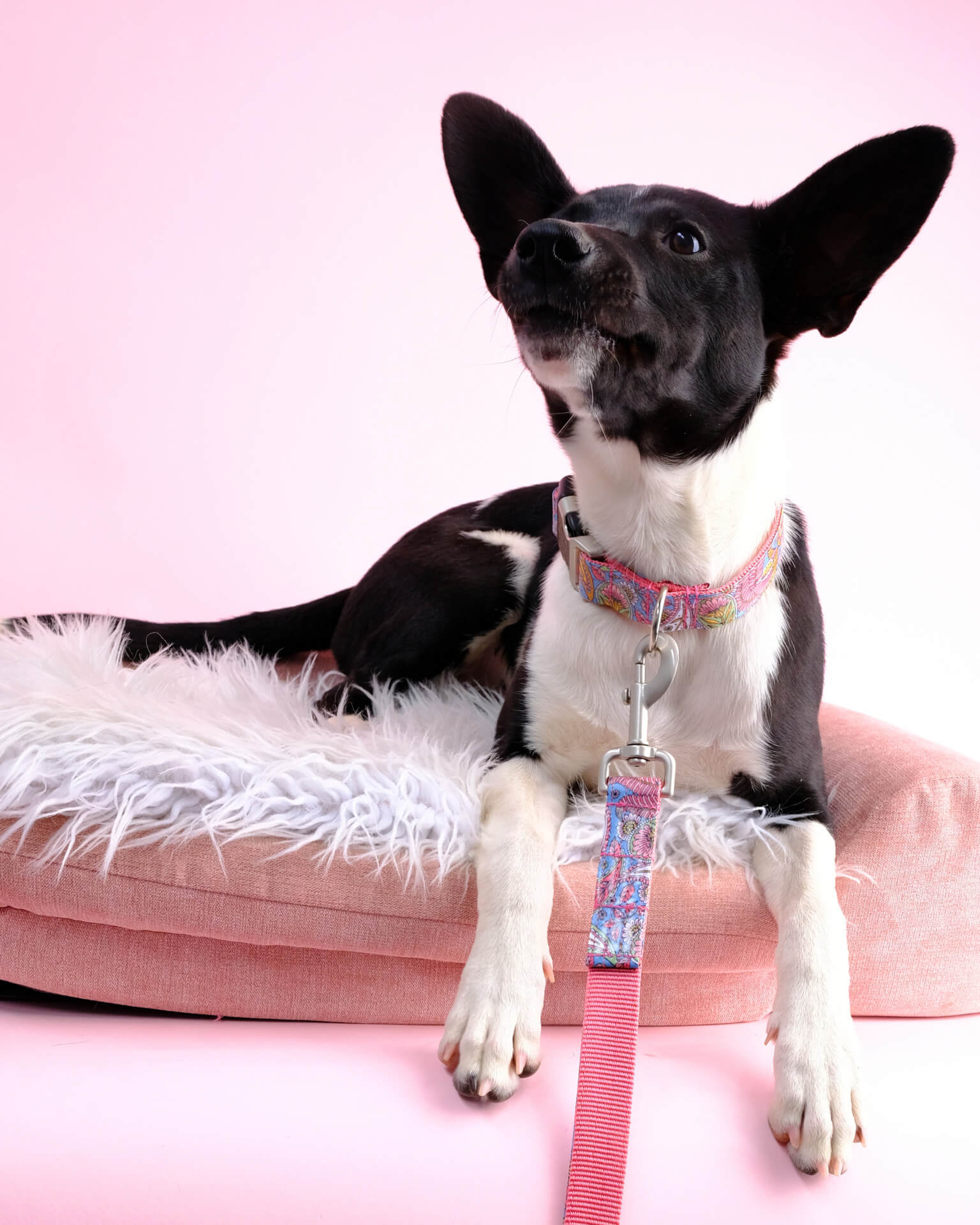 RAVEN paisley dog collar