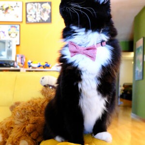 cat in bowtie collar red linen