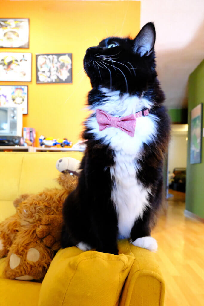 cat in bowtie collar red linen