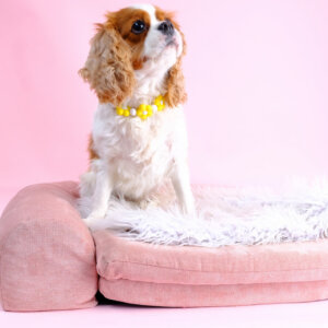 elle spaniel yellow flower bead collar