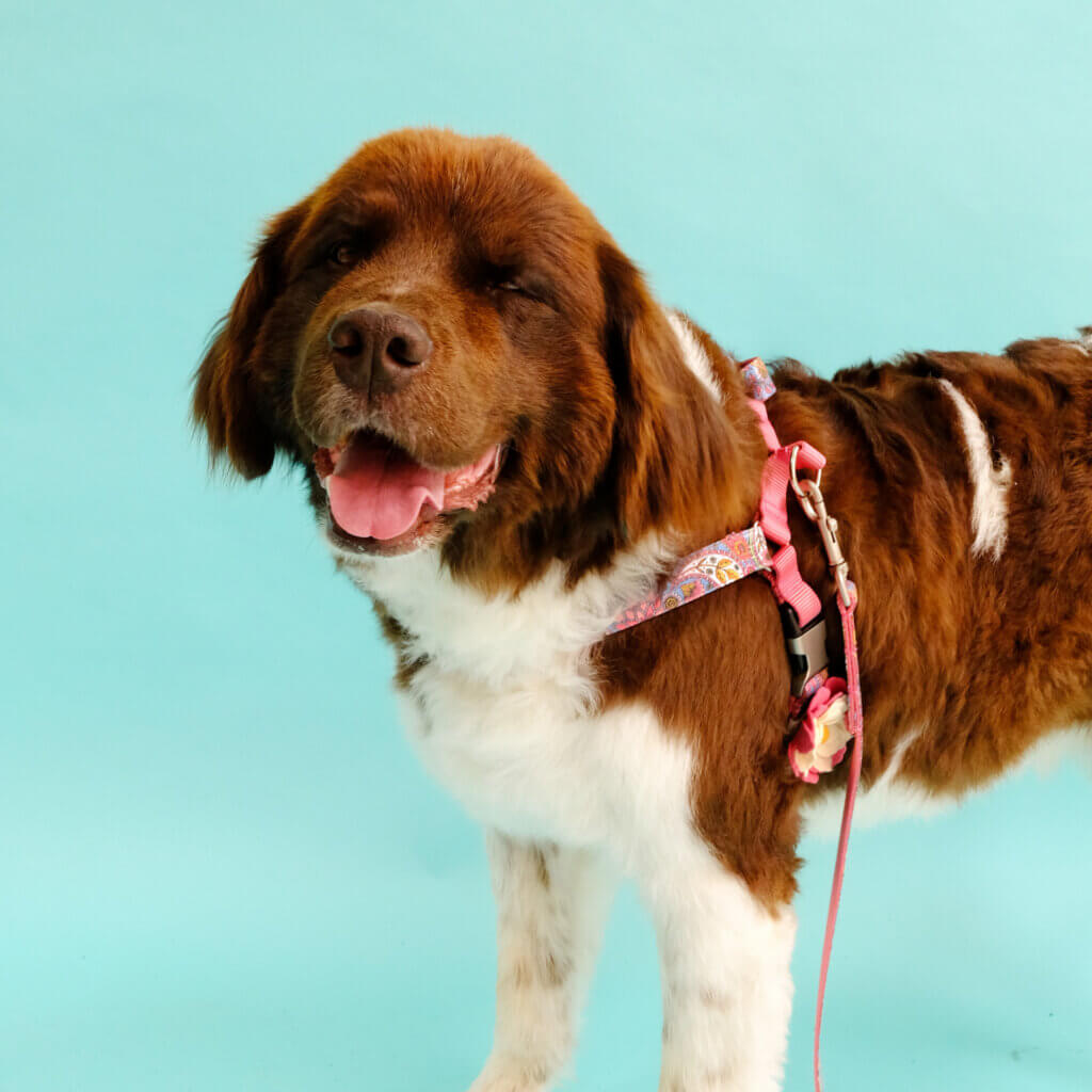 paisley dog harness on maggie
