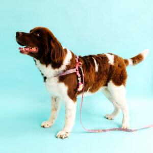 paisley dog harness stevie