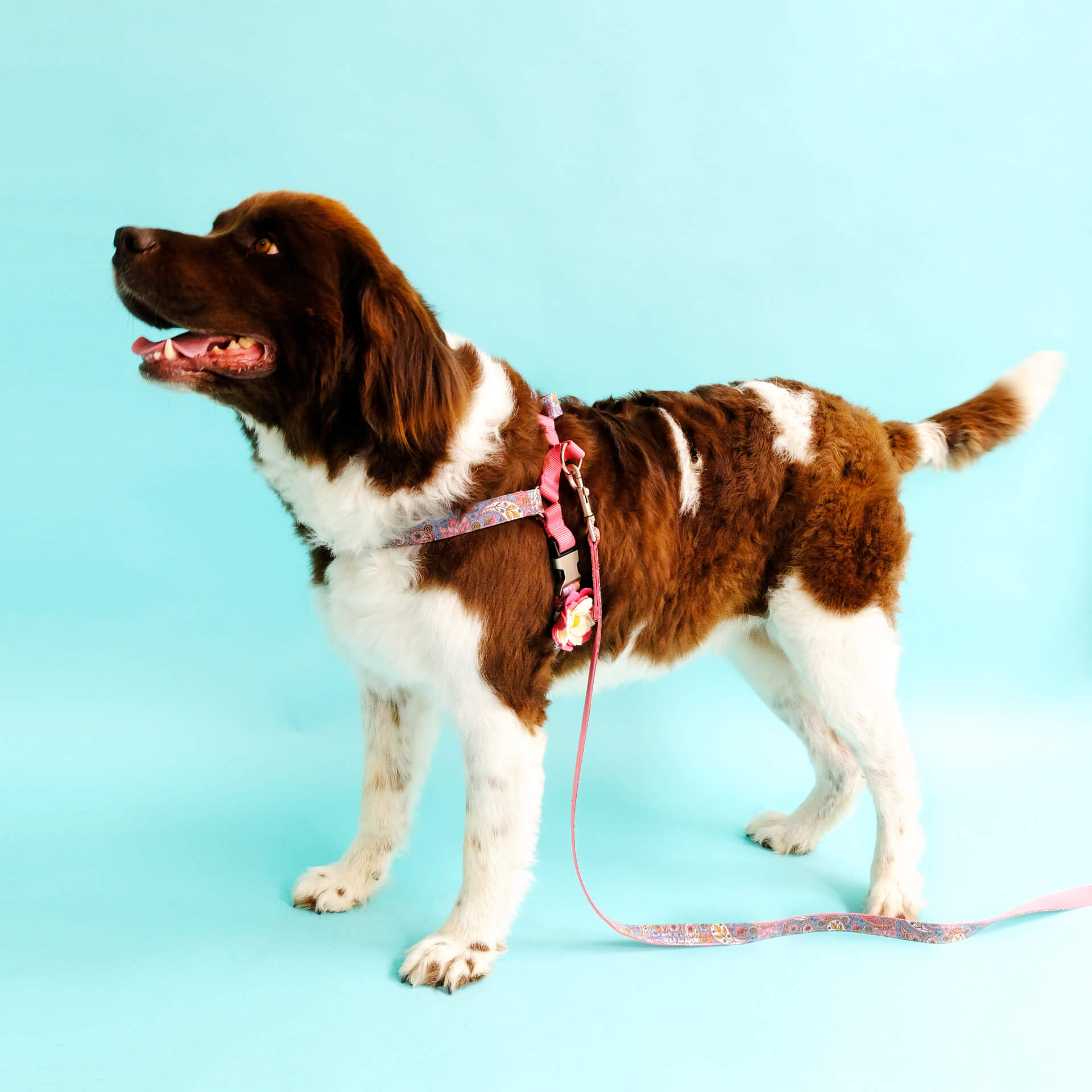 paisley dog harness stevie
