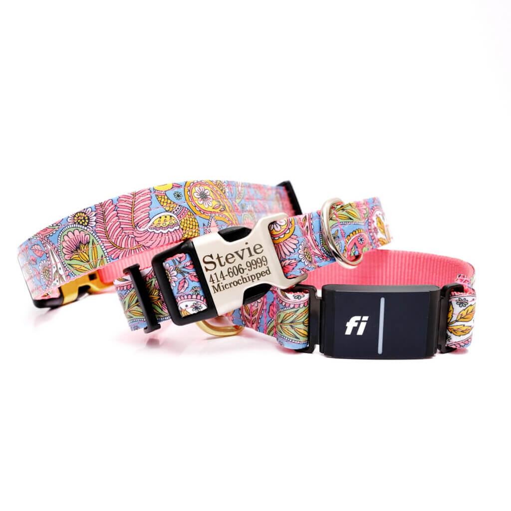 paisley fi dog collar stevie