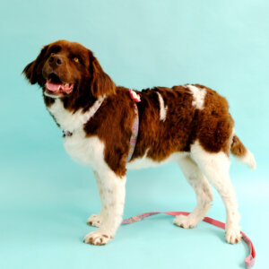 pink paisley dog harness on maggie