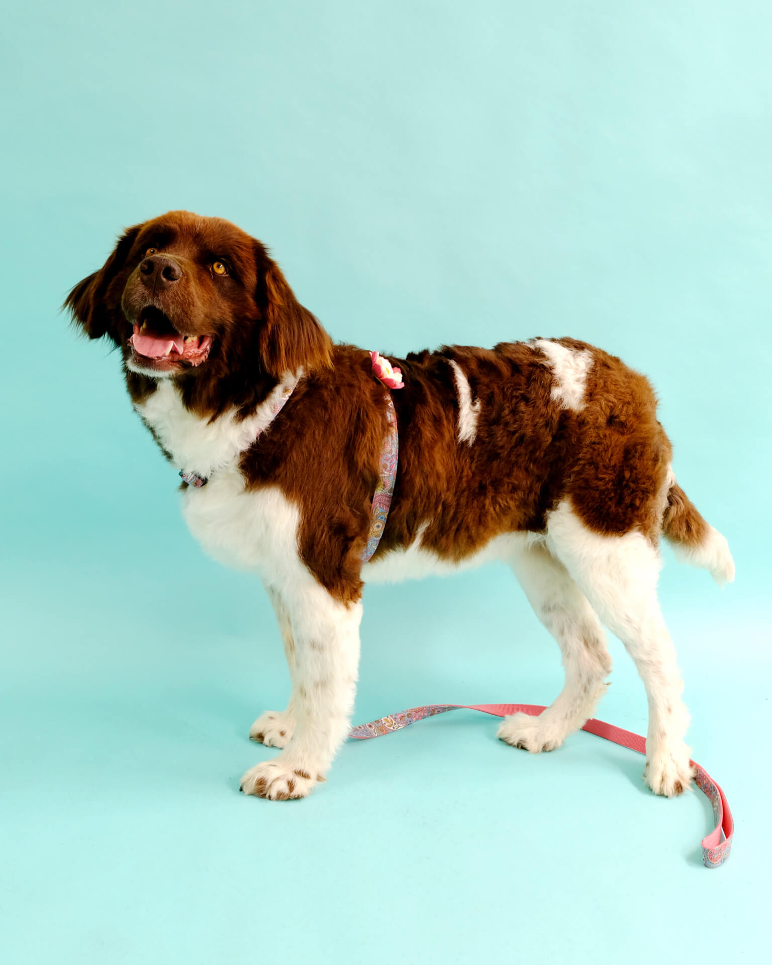 pink paisley dog harness on maggie