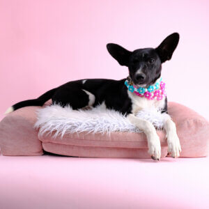 raven flower beaded dog collar on dog laying on pink bed with pink background