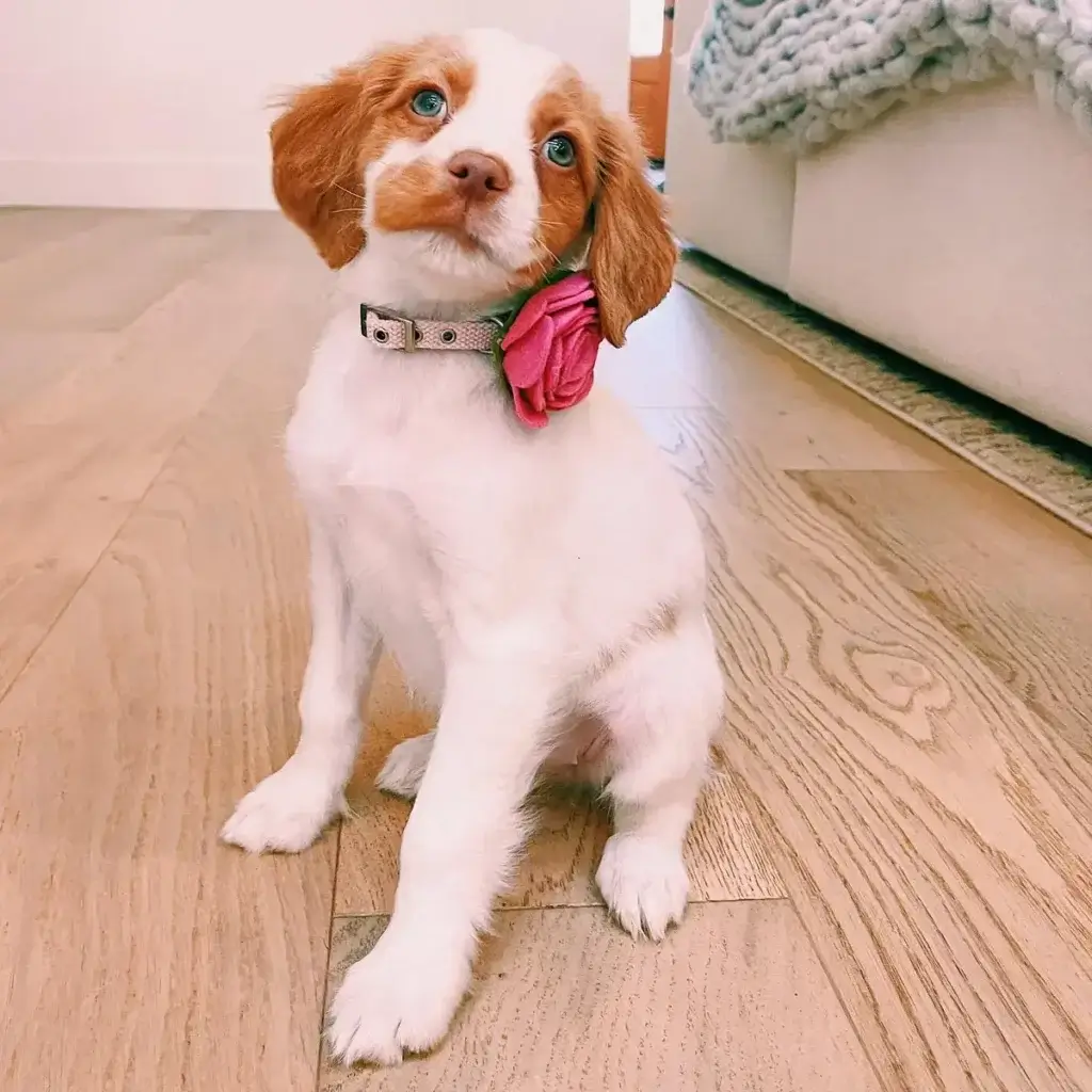 A cute dog posing for the camera while wearing a bespoke dog collar with a pink flower accessory