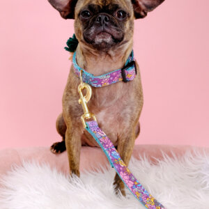 Gertie in Jade dog collar pug mix