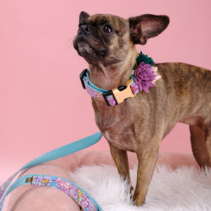 Gertie in Jade dog collar succulent accessory pug mix