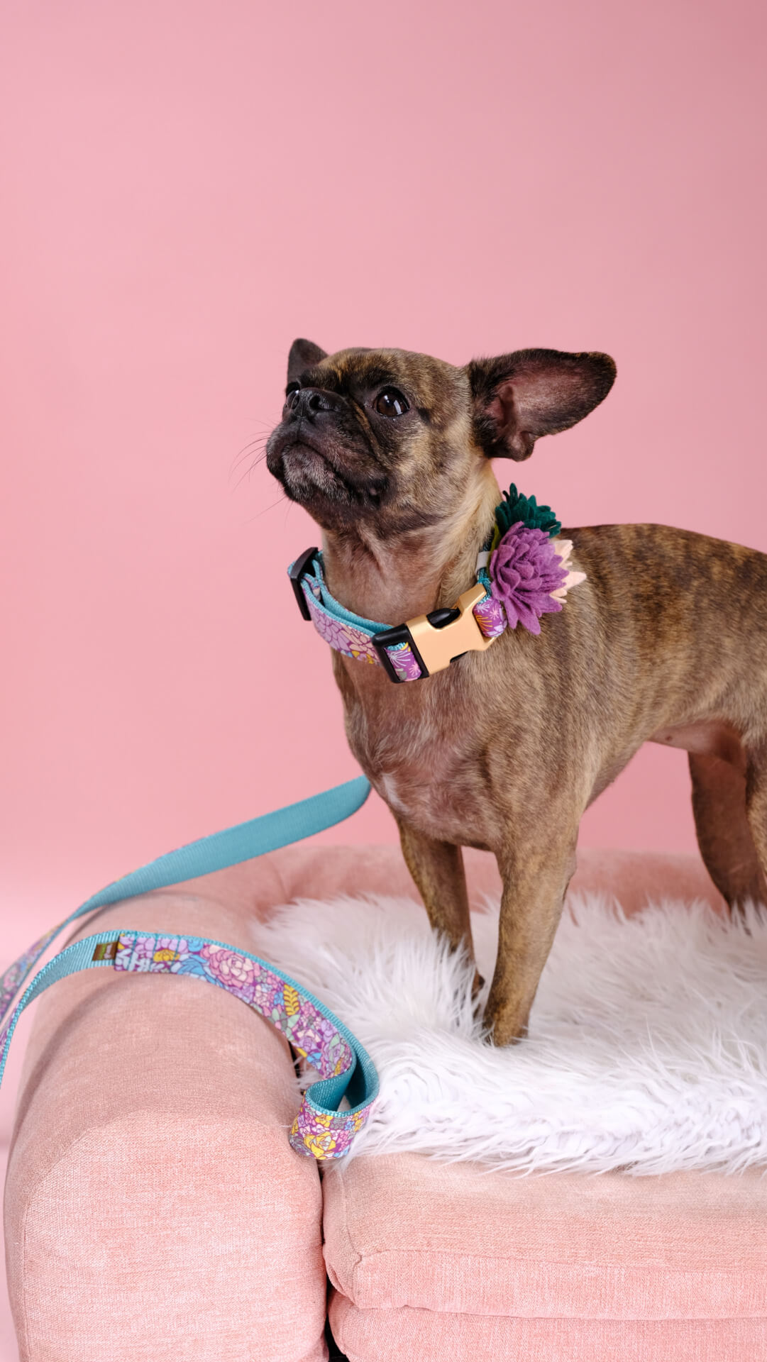 Gertie in Jade dog collar succulent accessory pug mix
