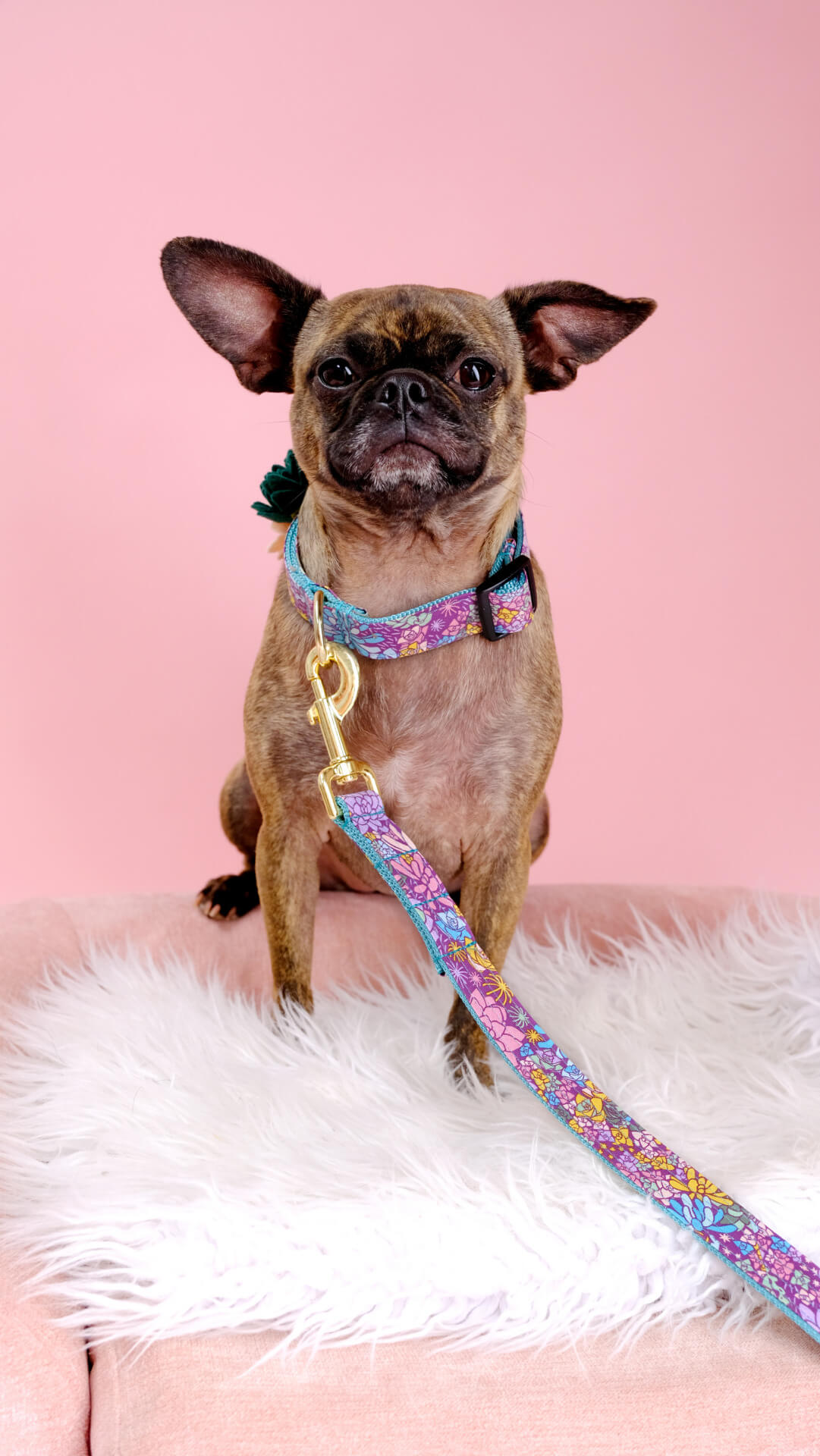 Gertie in Jade dog collar pug mix