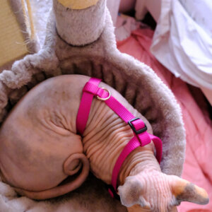 Gidget in cat tree wearing new cat harness
