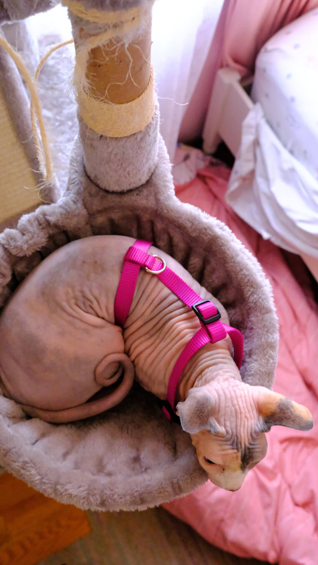 Gidget in cat tree wearing new cat harness