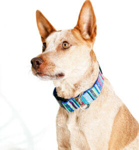 A big dog wearing a wide multi-colored collar by Mimi Green